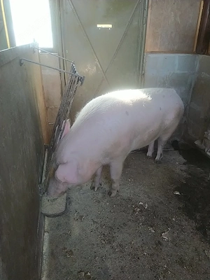 vand porc  crescut in gospodarie cu cereale  