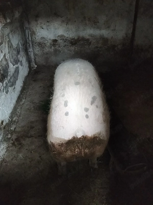 Purcica mere 300 kg +- - imagine 2