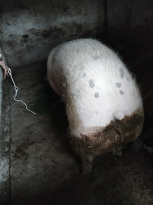Purcica mere 300 kg +- - imagine 3