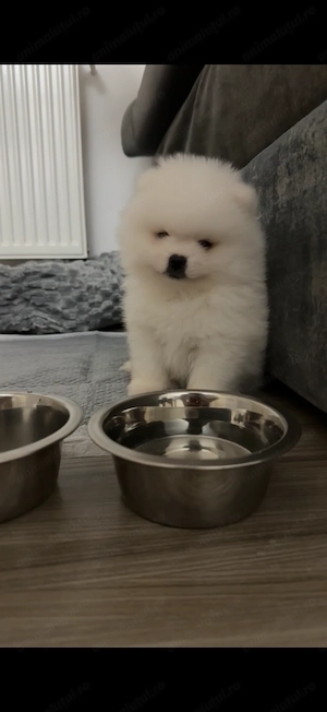 Pomeranian (câine cuminte )