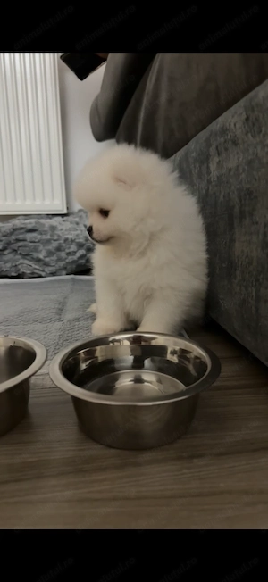 Pomeranian (câine cuminte ) - imagine 2
