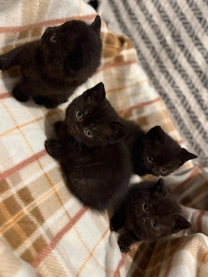 british shorthair Bleack  - imagine 3