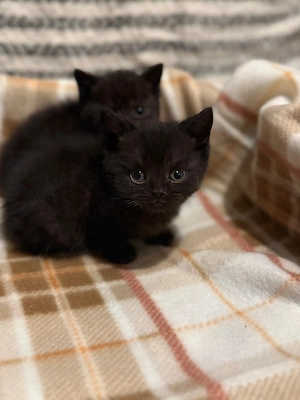 british shorthair Bleack  - imagine 2
