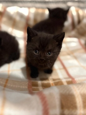 british shorthair Bleack 