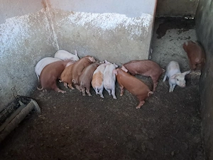 Sîntem de vînzare, ne aflam în loc. Luncani jud Cluj. - imagine 2