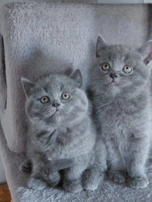 British shorthair Blue  - imagine 2