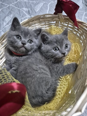 British shorthair Blue  - imagine 3