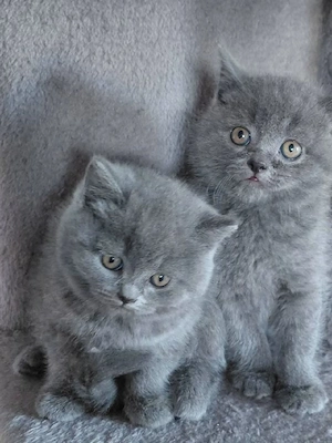 British shorthair Blue 