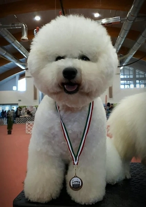 Pui Bichon Frise cu pedigree FCI  - imagine 4