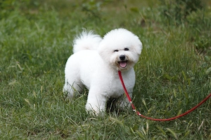 Pui Bichon Frise cu pedigree FCI  - imagine 5