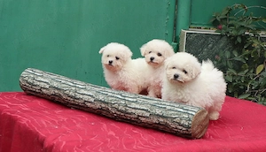 Pui Bichon Frise cu pedigree FCI  - imagine 3