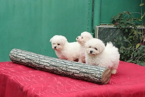 Pui Bichon Frise cu pedigree FCI 