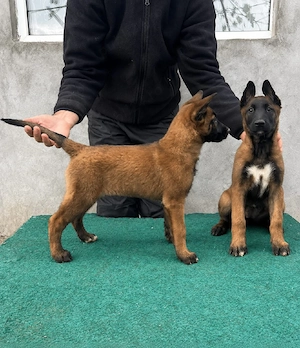 vând pui Ciobanesc Belgian Malinois 