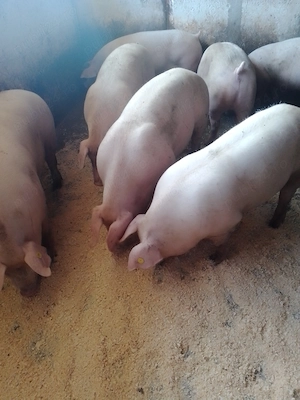 vand porci de carne 