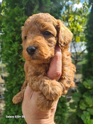 Vând puiuti poodle pudel toy red  din parinti  cu pedigree   - imagine 2