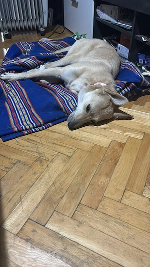 Iubitoarea Iris spre adoptie 