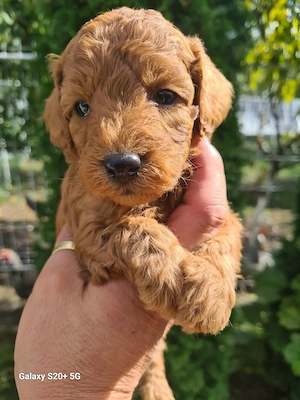 Vând puiuti poodle pudel toy red  din parinti  cu pedigree   - imagine 5