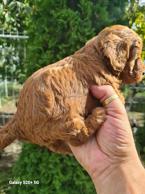 Vând puiuti poodle pudel toy red  din parinti  cu pedigree   - imagine 3