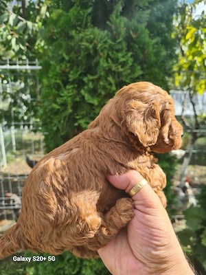 Vând puiuti poodle pudel toy red  din parinti  cu pedigree   - imagine 4