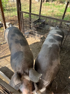 Porc Pietran 