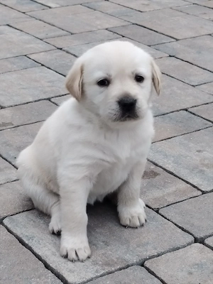 Pui de Labradori Retriever,este un prieten loial pe viată ,făcuți pentru o dragoste necondiționată - imagine 2