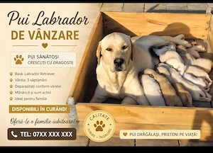 Pui de Labradori Retriever,este un prieten loial pe viată ,făcuți pentru o dragoste necondiționată