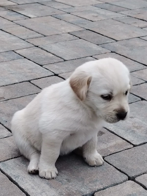 Pui de Labradori Retriever,este un prieten loial pe viată ,făcuți pentru o dragoste necondiționată - imagine 3