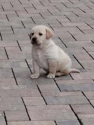 Pui de Labradori Retriever,este un prieten loial pe viată ,făcuți pentru o dragoste necondiționată - imagine 4