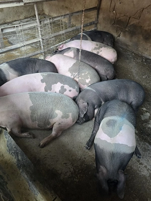 Porci de vânzare 