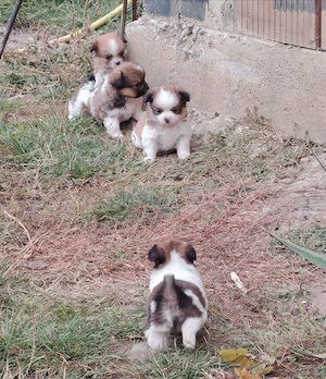 Vând pui Shih-tzu 