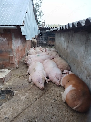 Porci pentru craciun