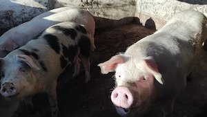 Vând porci de tăiat, și porci mici detalii la NR  