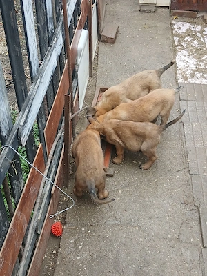 ciobanesc malinois - imagine 5
