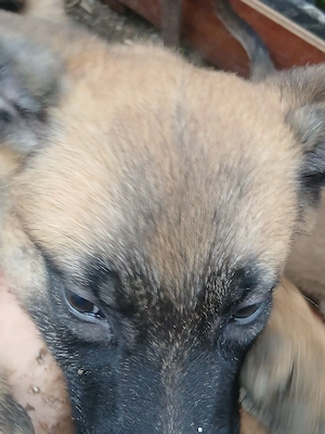 ciobanesc malinois
