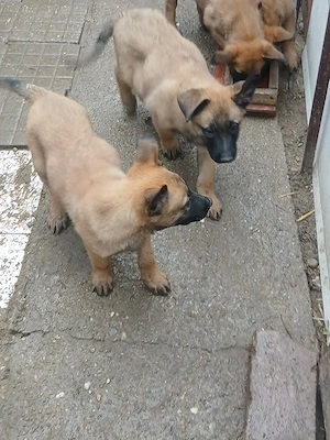 ciobanesc malinois - imagine 2