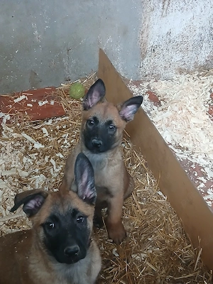 ciobanesc malinois - imagine 3