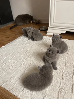 British shorthair