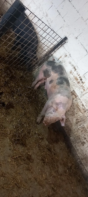 porc de vanzare 140 150 kg 10 lei 