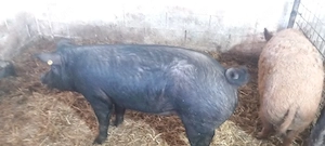 de vanzare porcei de carne 10 kg 