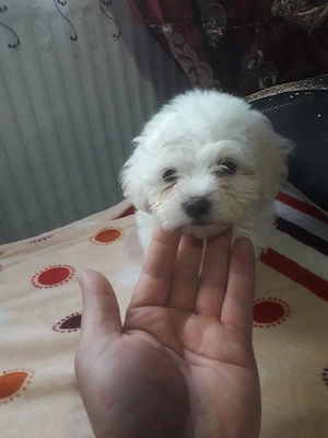 Bichon băiețeii