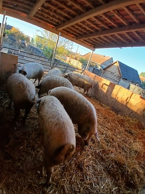 porci mangalița rasă curată  - imagine 3