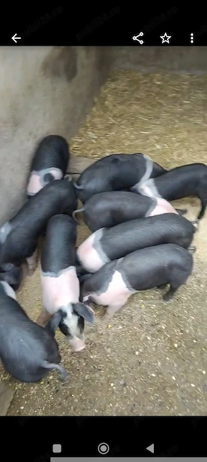 De vânzare purcei bazna