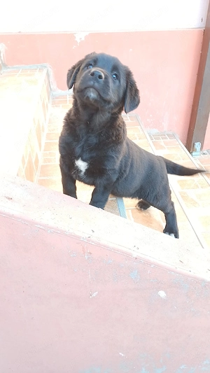 Spre Adoptie - imagine 2