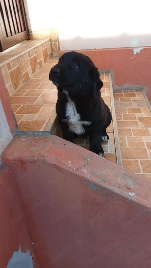 Spre Adoptie - imagine 4