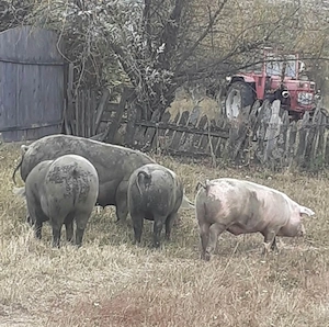 Porci rasa Pietrain,castrati si deparazitati.
