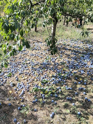 Vand prune,pret 0,80 lei,dacă le culegeți d-voastră. Comuna Bogați, telefon  