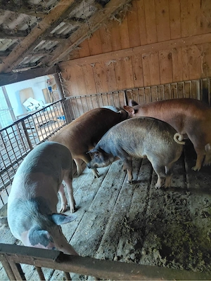 porci intre 90 si 150kg la 10km de orastie - imagine 3
