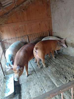 porci intre 90 si 150kg