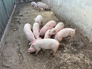 Vand purcei 9sapt - imagine 4