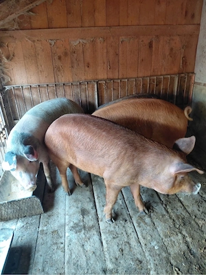 porci intre 90 si 150kg la 10km de orastie - imagine 2